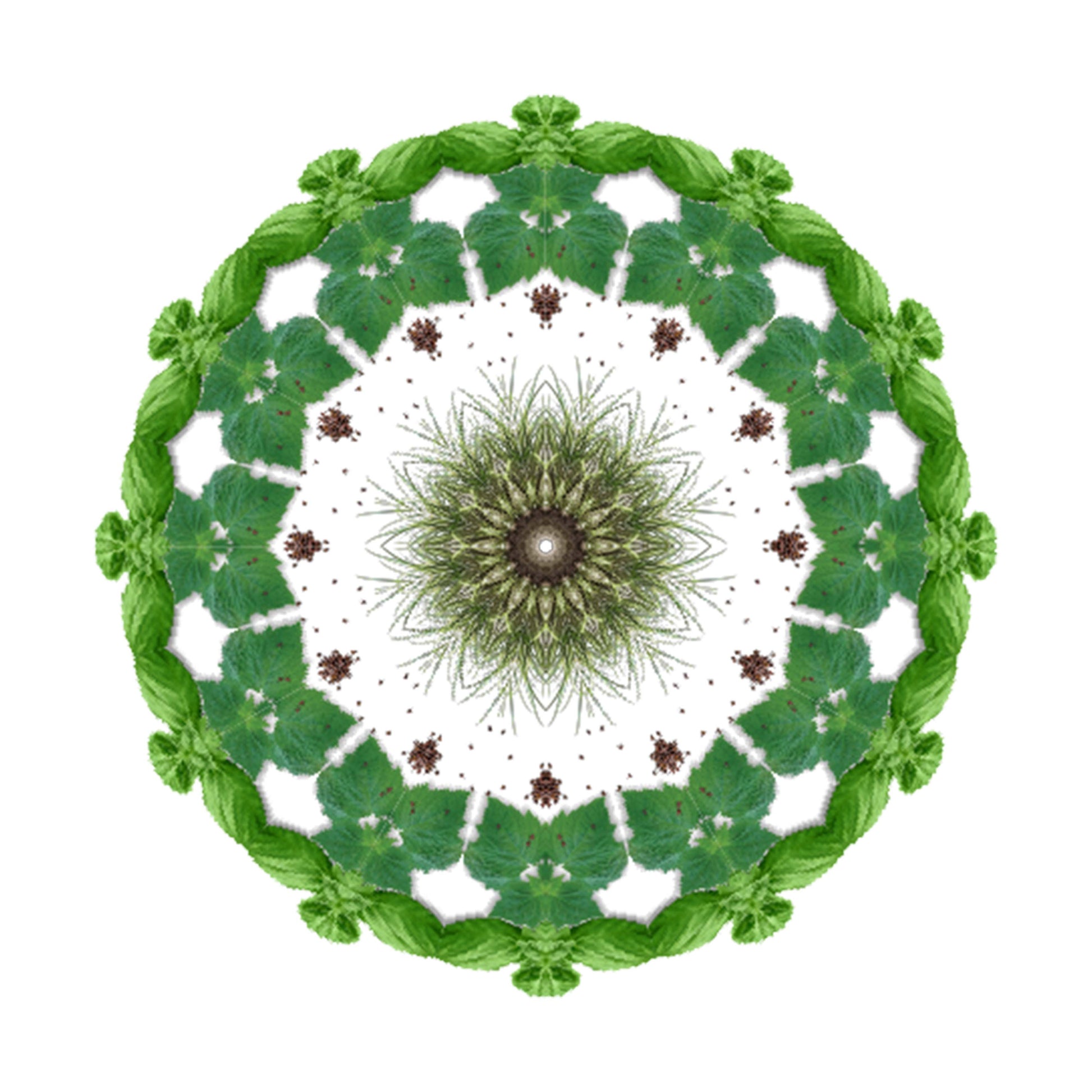 A circular mandala of green leaves and white flowers, arranged symmetrically on white, reflects the fresh elegance of ZAID Eau de Parfum by Eau De Moe—a natural, intricate design capturing its essence.